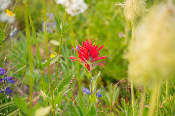 Wildflowers
