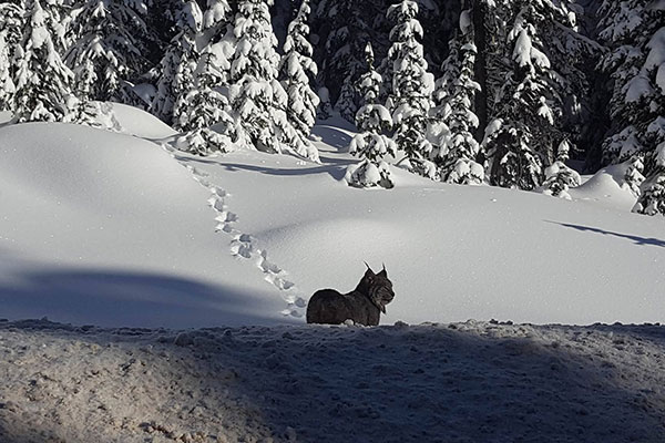 Big White Nature